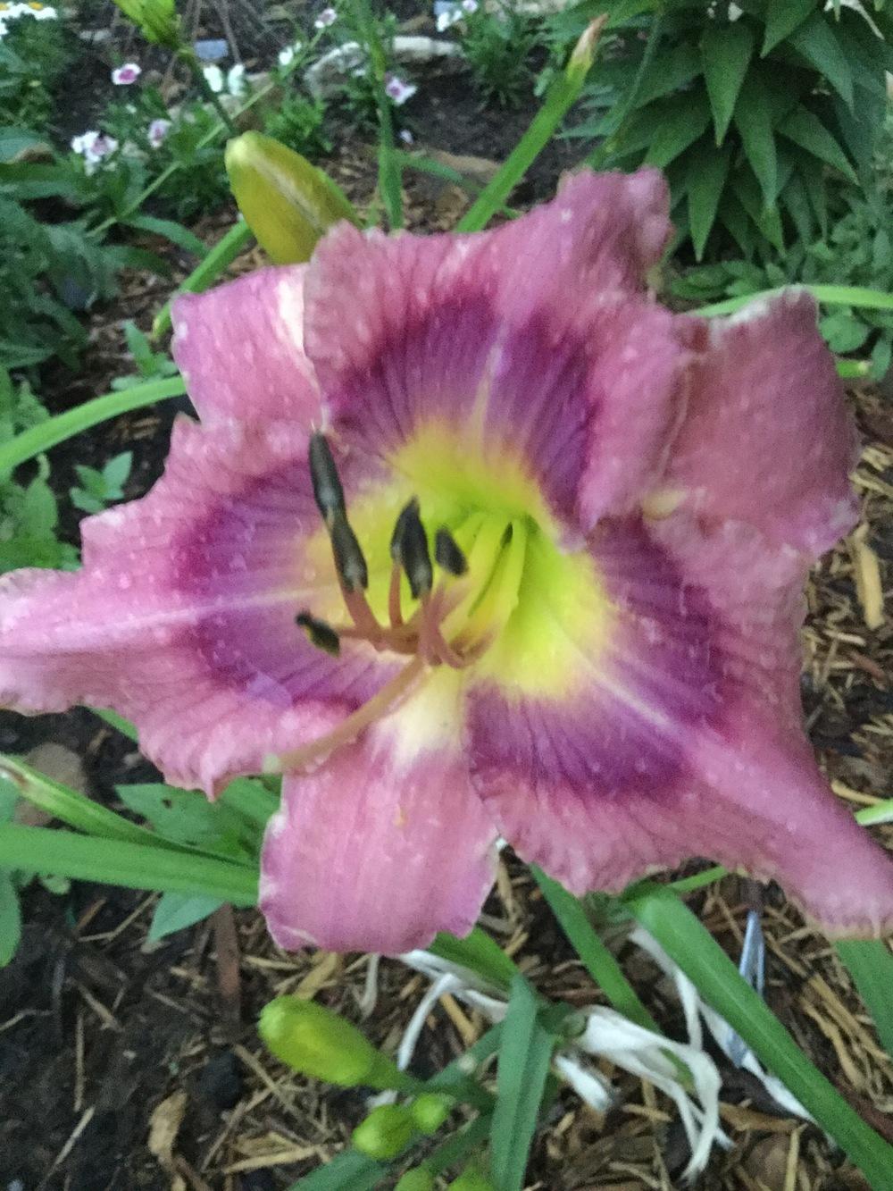 Photo of Daylily (Hemerocallis 'Bathed and Bedded') uploaded by Kansasqueen