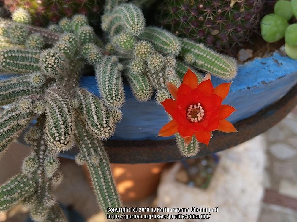 Photo of Peanut Cactus (Chamaecereus silvestrii) uploaded by chhari55