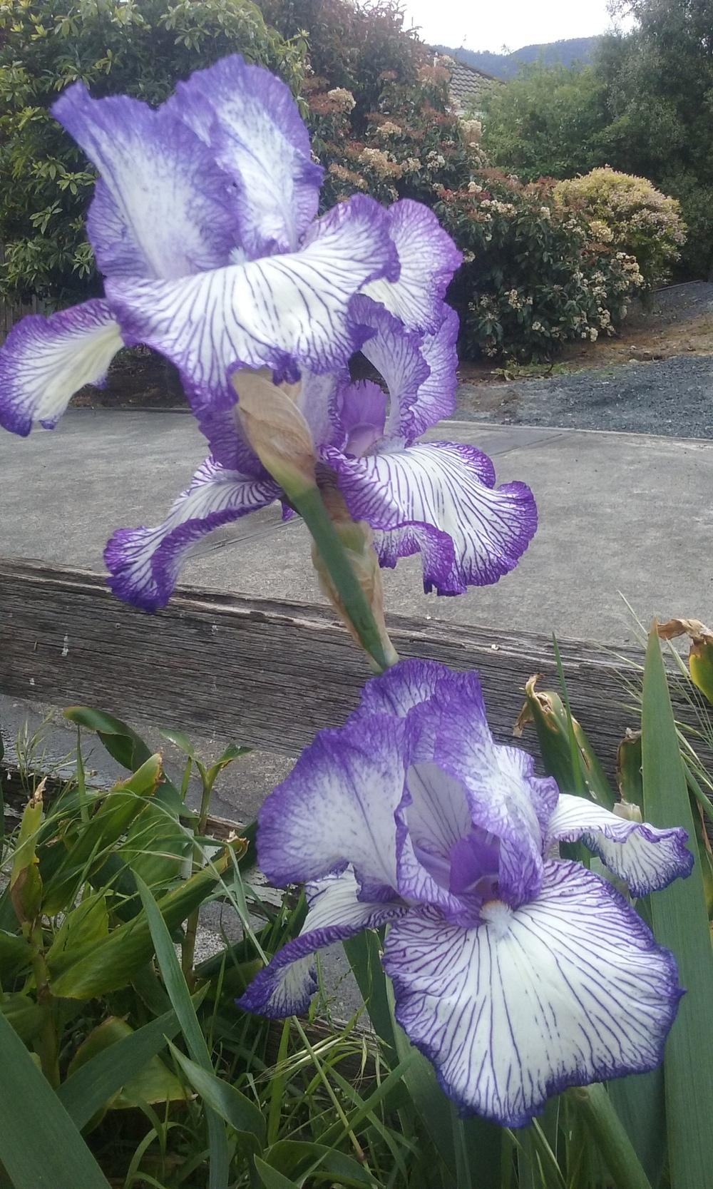 Photo of Tall Bearded Iris (Iris 'Autumn Circus') uploaded by gwhizz
