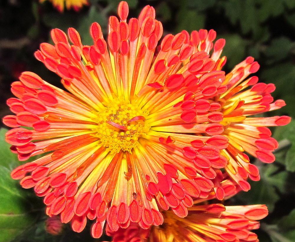 Photo of Garden Mum (Chrysanthemum 'Dolliette') uploaded by jmorth