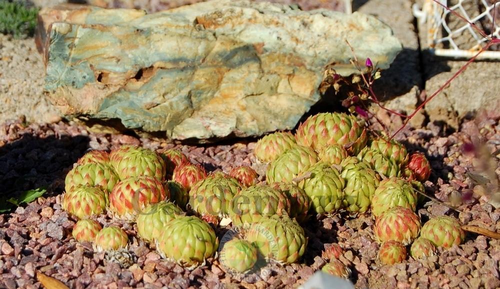 Photo of Rollers (Sempervivum globiferum subsp. allionii 'from Aione') uploaded by valleylynn