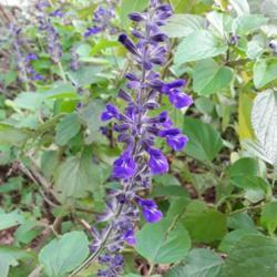 Location: My Caffeinated Garden, Grapevine, TX
Date: 2018-10-26
The largest salvia in my garden...it does not disappoint and make