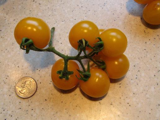 Photo of Tomato (Solanum lycopersicum 'Galina's Yellow') uploaded by DonShirer