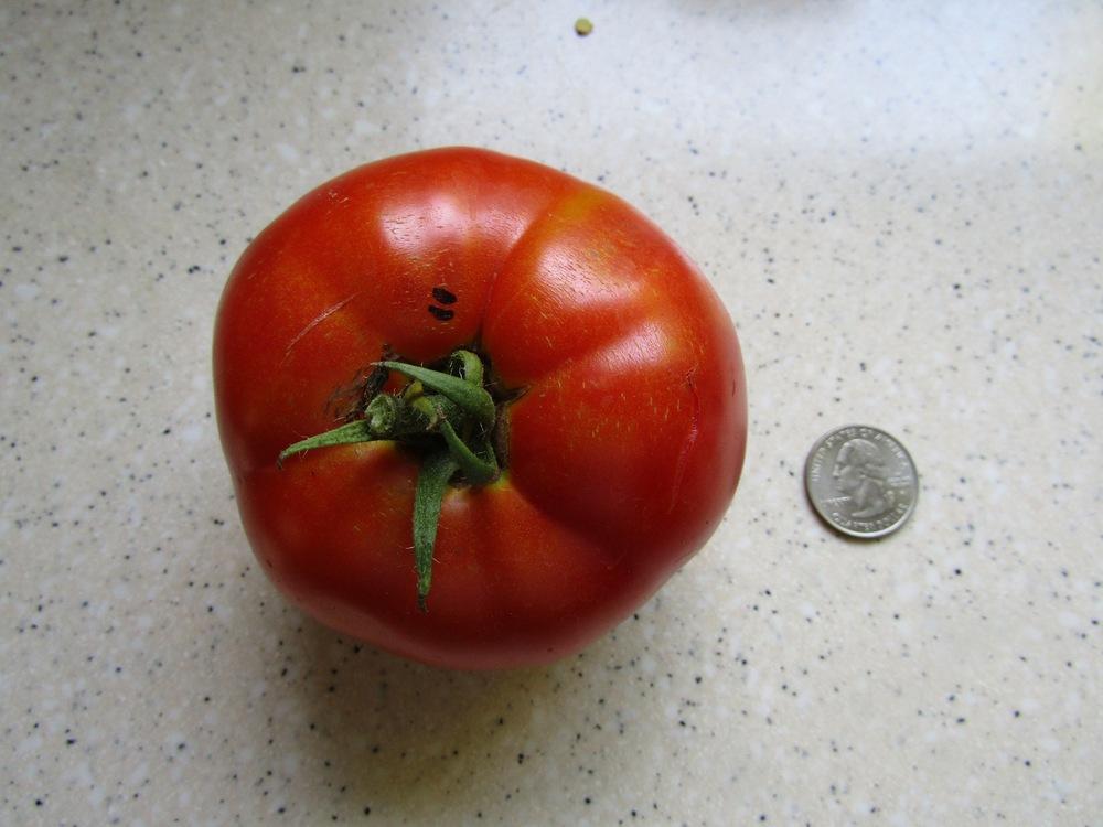 Photo of Tomato (Solanum lycopersicum 'Jet Star') uploaded by DonShirer