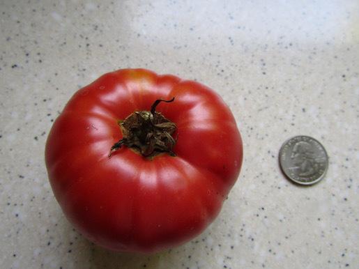 Photo of Tomato (Solanum lycopersicum 'La Vie en Rose') uploaded by DonShirer