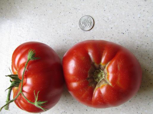 Photo of Tomato (Solanum lycopersicum 'Beefmaster') uploaded by DonShirer