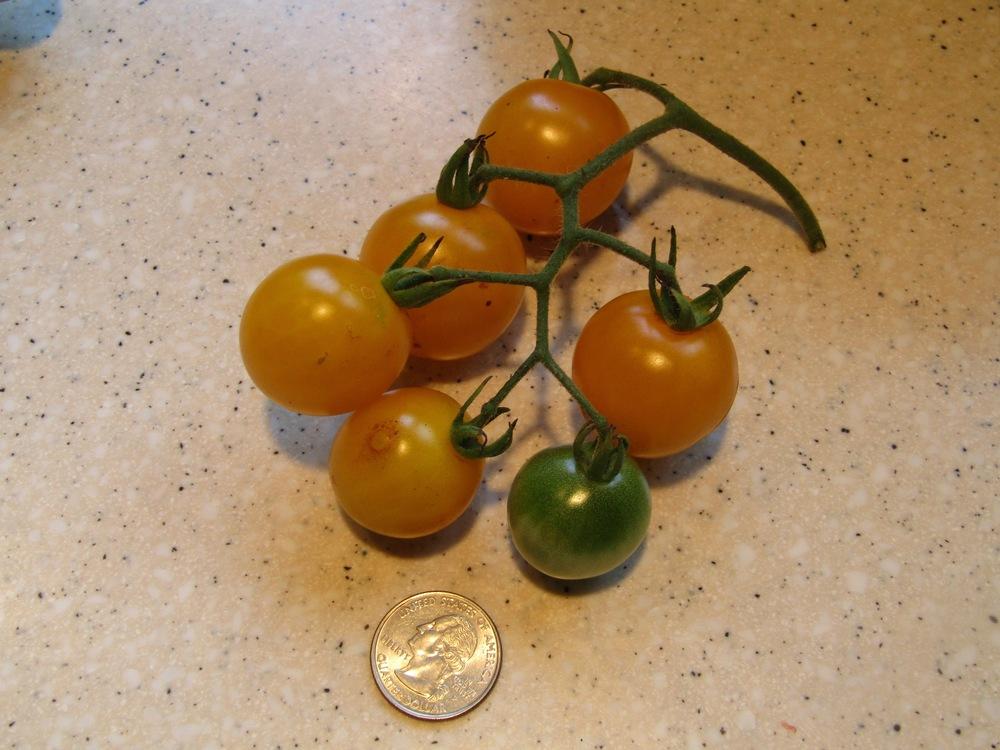 Photo of Tomato (Solanum lycopersicum 'Egg Yolk') uploaded by DonShirer