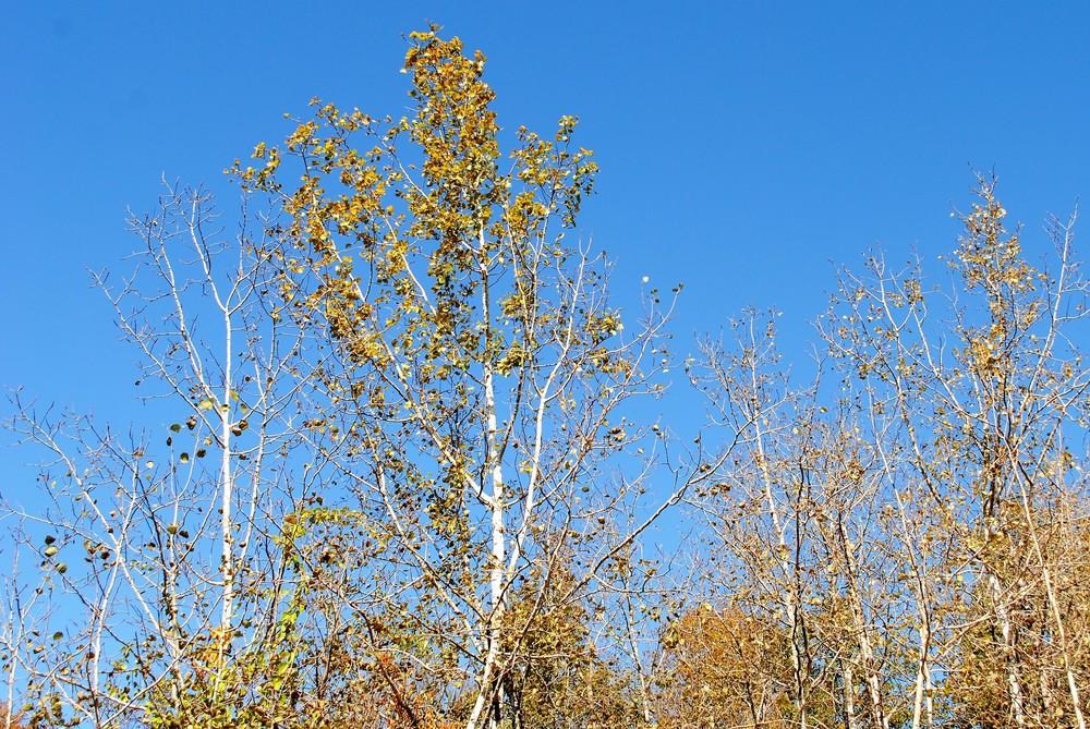 Photo of Quaking Aspen (Populus tremuloides) uploaded by ILPARW