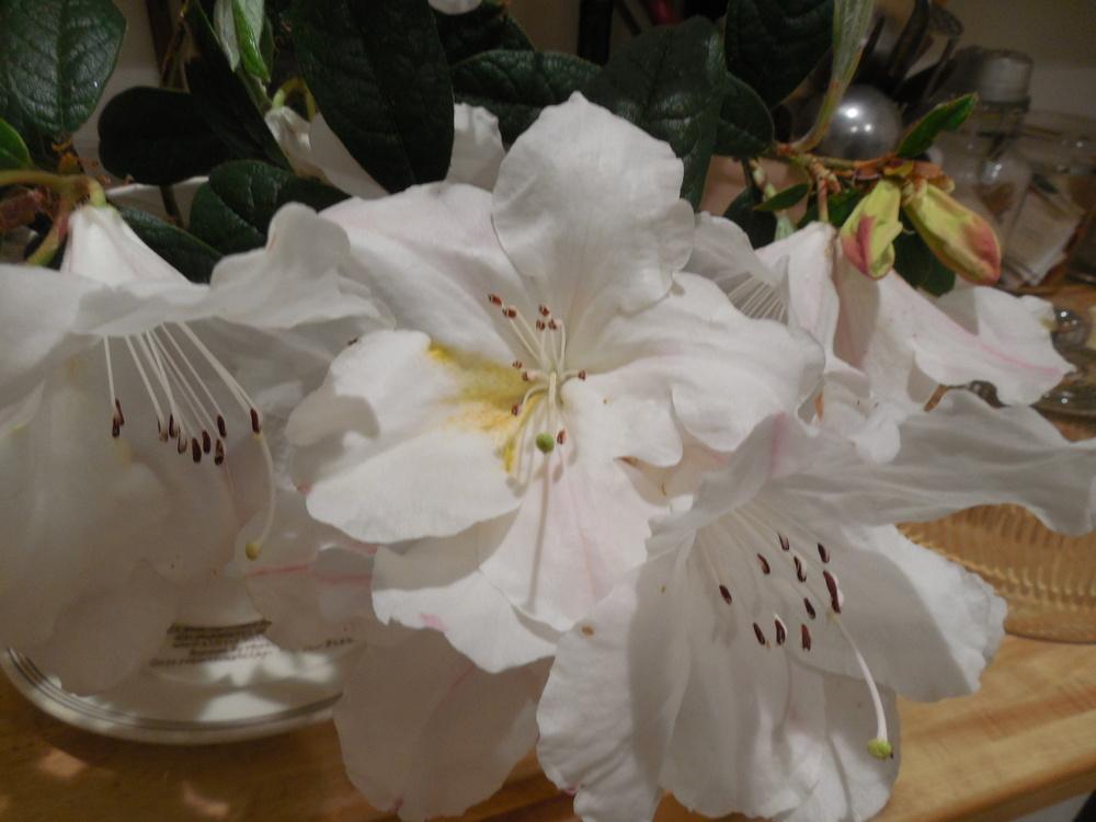 Photo of Scented Rhododendron (Rhododendron 'Fragrantissimum') uploaded by wcgypsy