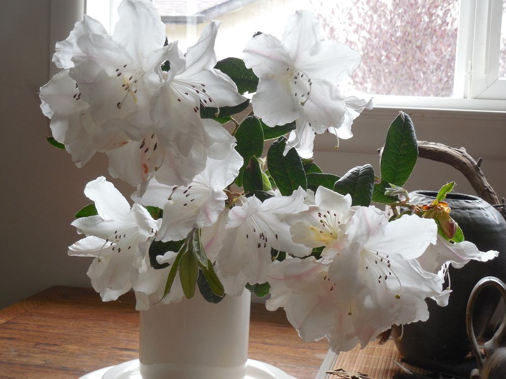 Photo of Scented Rhododendron (Rhododendron 'Fragrantissimum') uploaded by wcgypsy