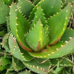 Location: Baja California
Date: 2013-03-13
Aloe mite infestation of Aloe x nobilis