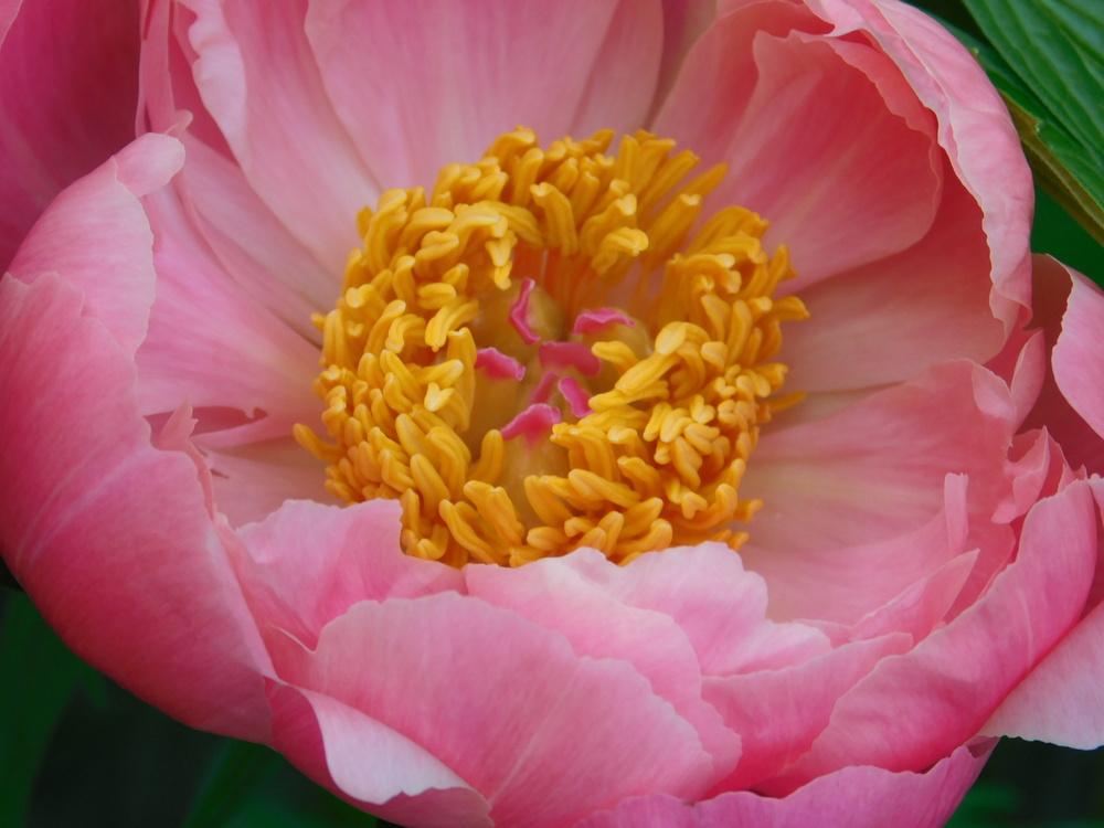 Photo of Garden Peony (Paeonia 'Coral Charm') uploaded by JHeirloomSeeds