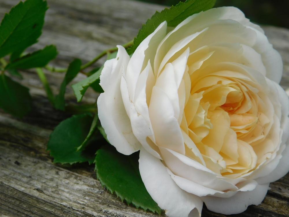 Photo of Rose (Rosa 'Crocus Rose') uploaded by JHeirloomSeeds