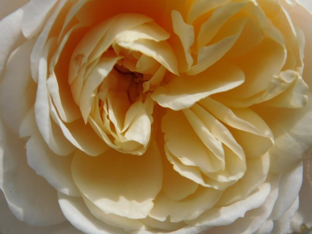 Photo of Rose (Rosa 'Crocus Rose') uploaded by JHeirloomSeeds