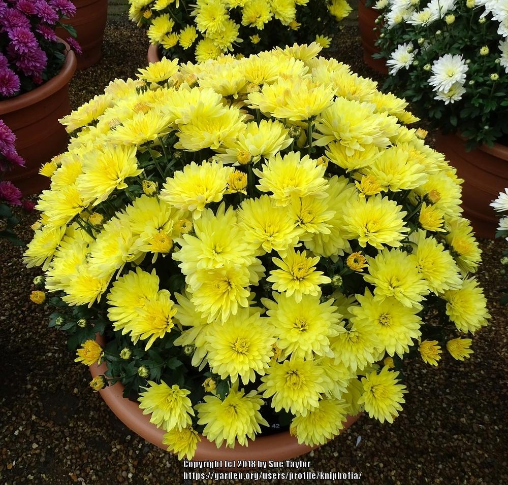 Photo of Belgian Chrysanthemum (Chrysanthemum 'Aluga Yellow') uploaded by kniphofia