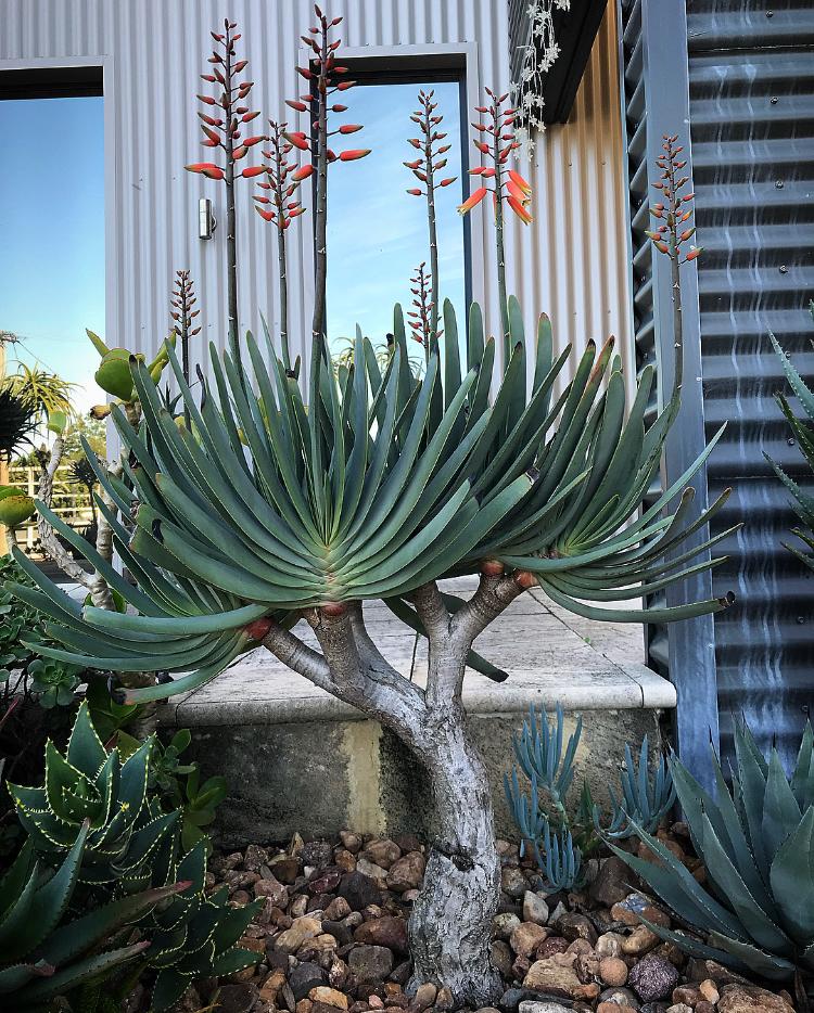 Photo of Fan Aloe (Kumara plicatilis) uploaded by peettee79