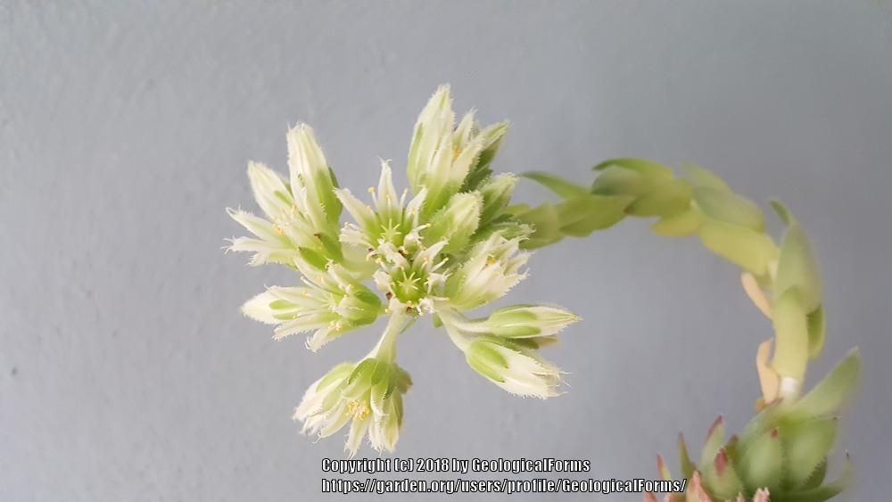 Photo of Rollers (Sempervivum globiferum subsp. globiferum) uploaded by GeologicalForms