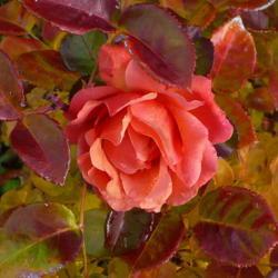Location: Nora's Garden - Castlegar, B.C.
Date: 2018-10-27
- Fall colour blends well with this last rose of the year.