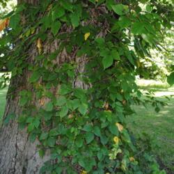 Location: Downingtown, Pennsylvania
Date: 2010-07-11
vine climbing tree