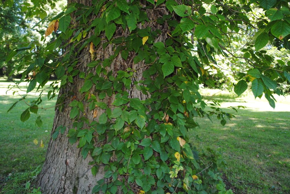 Photo of Poison Ivy (Toxicodendron radicans) uploaded by ILPARW