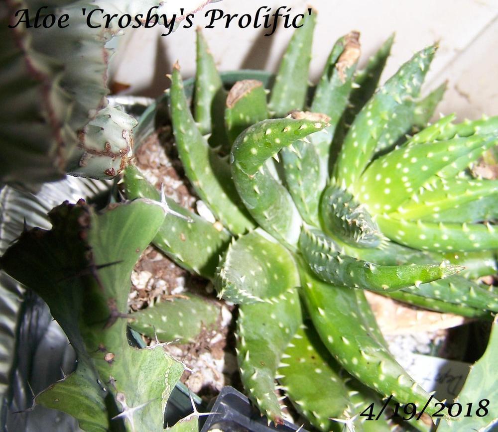 Photo of Aloe 'Crosby's Prolific' uploaded by Stush2019
