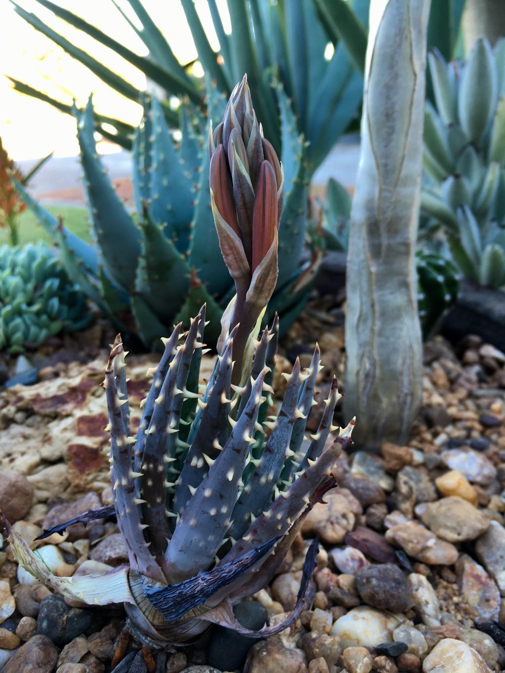 Photo of Karoo Aloe (Aloe longistyla) uploaded by peettee79
