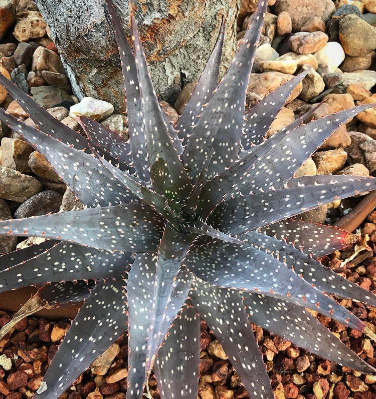 Photo of Aloe Spots 'n Dots uploaded by peettee79