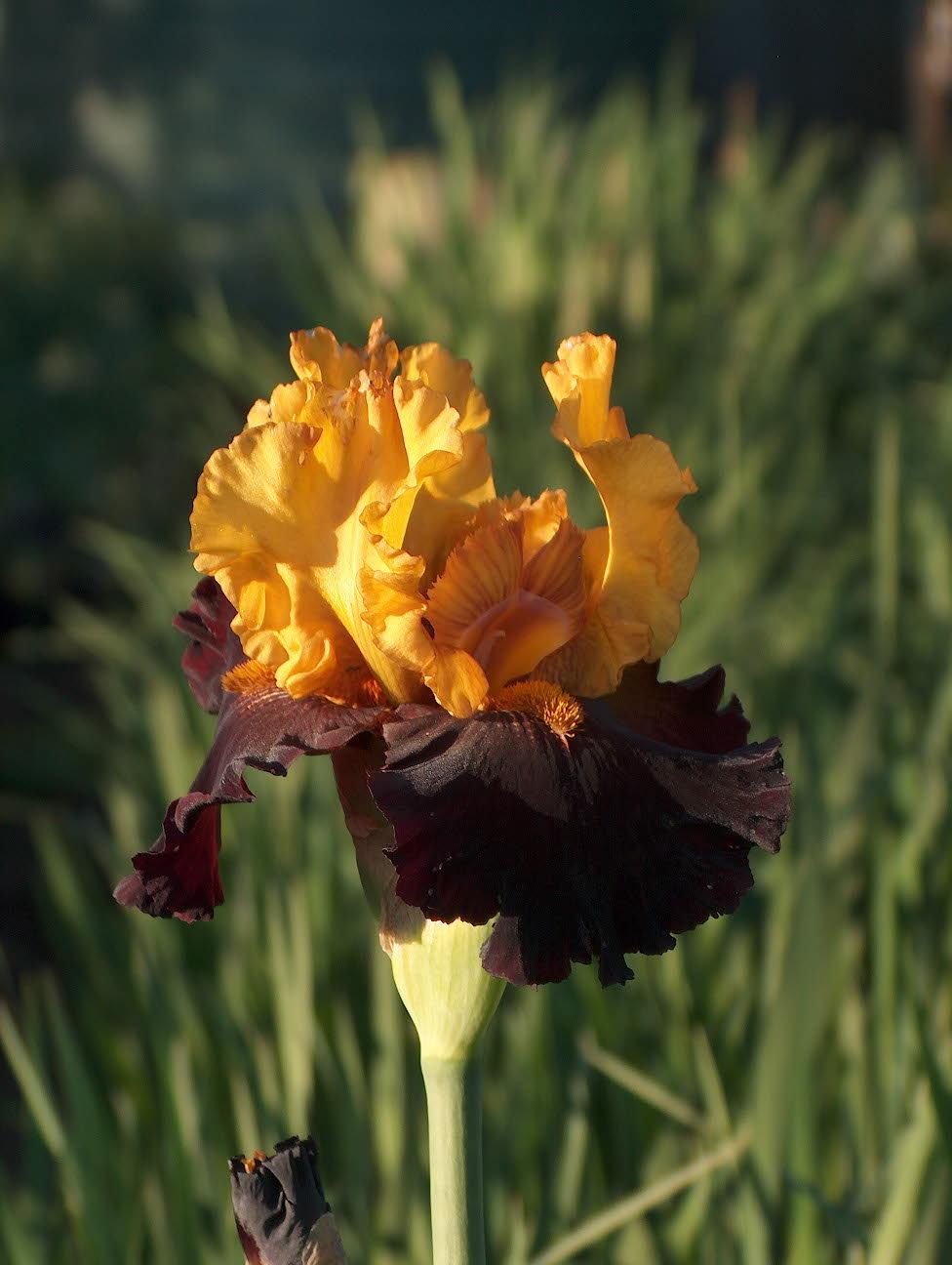 Photo of Tall Bearded Iris (Iris 'Kathy Chilton') uploaded by vanozzi