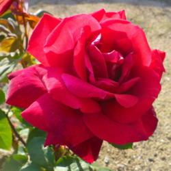 Location: Nora's Garden - Castlegar, B.C.
Date: 2011-06-20
- Such a fragrant classic rose.