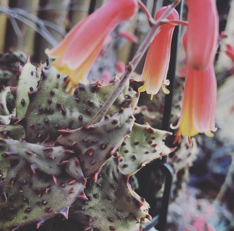 Photo of Aloe (Aloe castilloniae) uploaded by peettee79