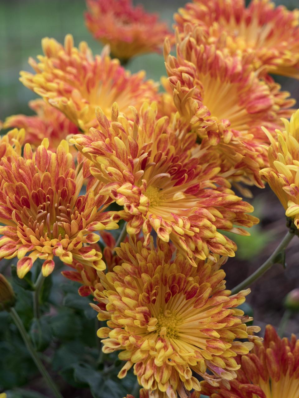 Photo of Mum (Chrysanthemum 'Matchsticks') uploaded by frankrichards16