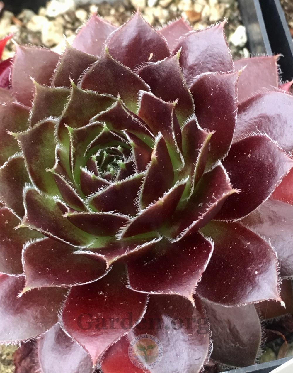 Photo of Hen and Chicks (Sempervivum 'Lucy Liu') uploaded by springcolor