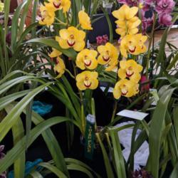 Location: Cymbidium Orchid Society of Victoria Annual Show, Victoria, Australia
Date: 2018-09-16
Part of the Kimberley Orchids display.