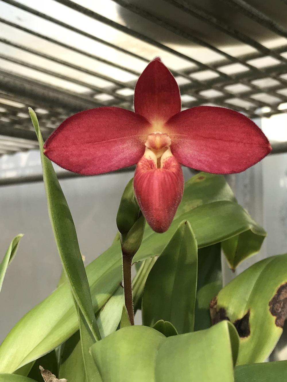Photo of Orchid (Phragmipedium Jason Fischer) uploaded by Ursula