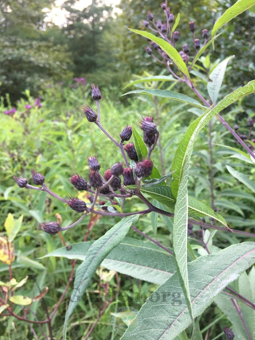 Photo of Smooth Ironweed (Vernonia fasciculata) uploaded by chickhill