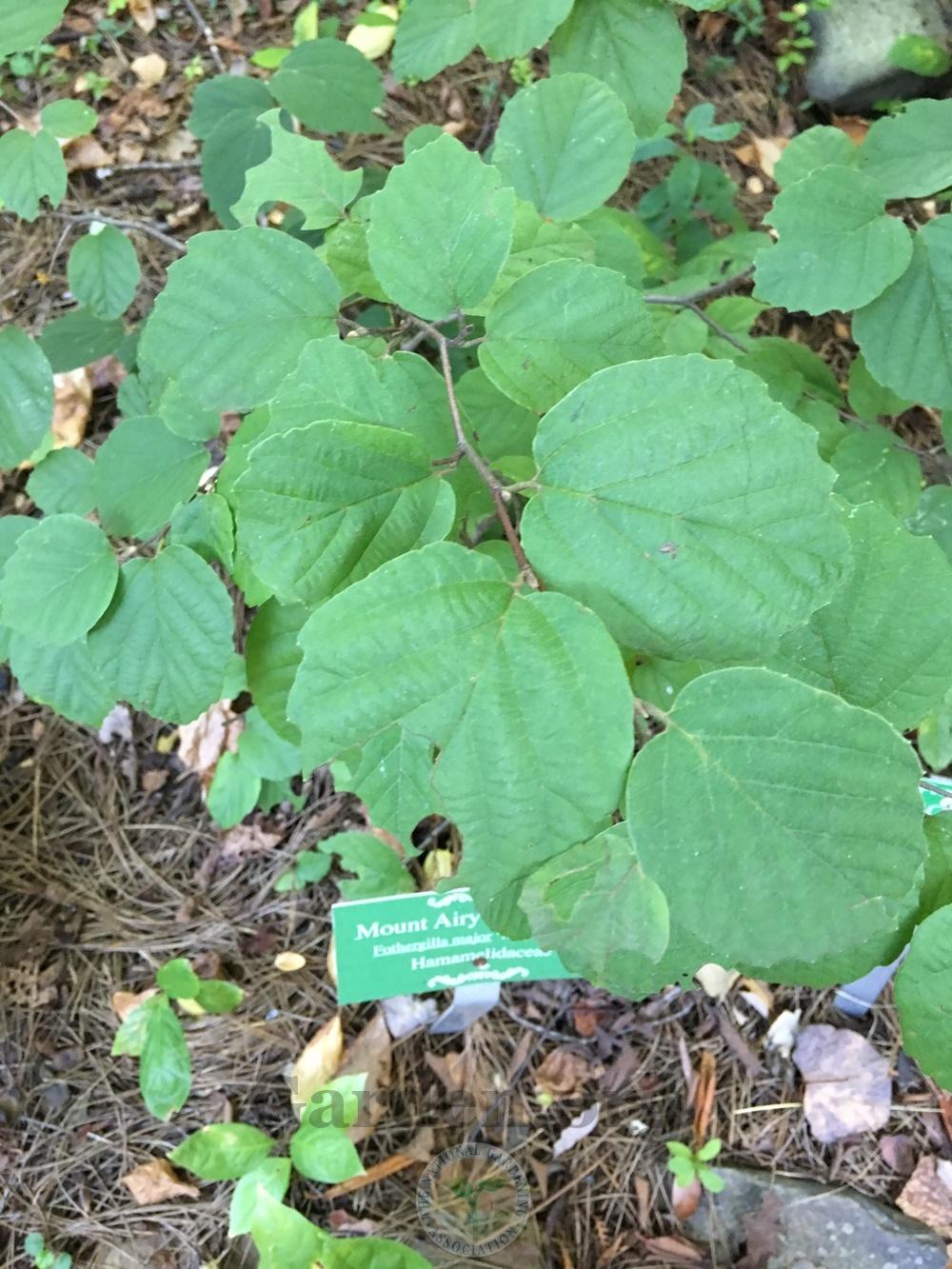Photo of Dwarf Fothergilla (Fothergilla 'Mount Airy') uploaded by chickhill