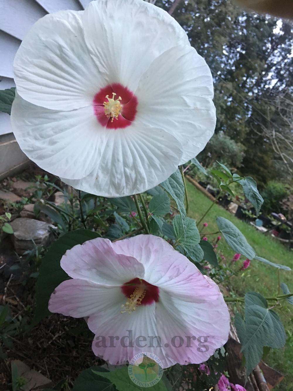 Photo of Hardy Hibiscus (Hibiscus moscheutos) uploaded by chickhill