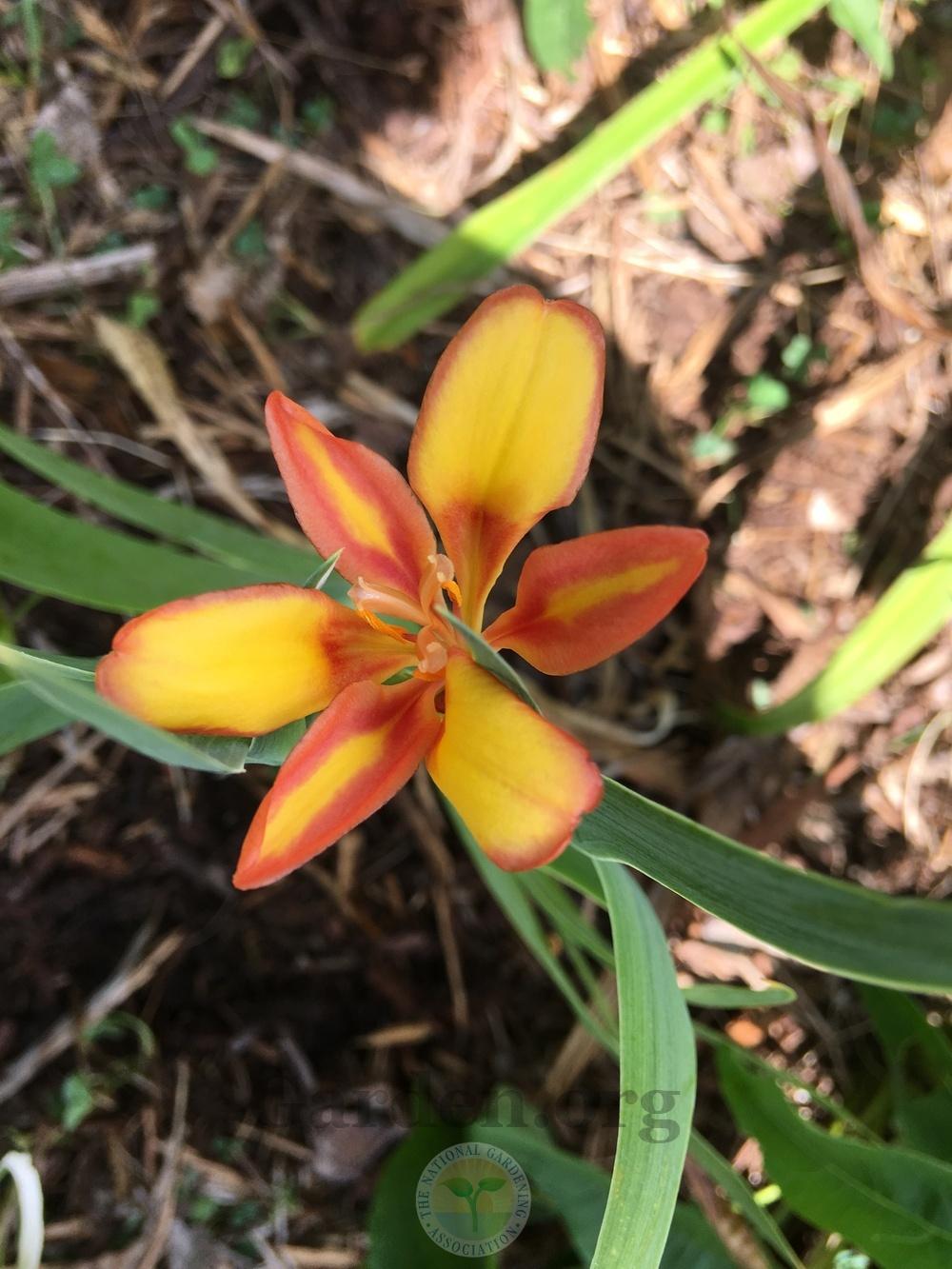 Photo of Species X Iris (Iris x norrisii 'Dazzler.') uploaded by chickhill