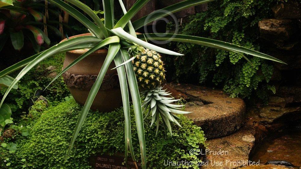 Photo of Pineapple (Ananas comosus) uploaded by DaylilySLP