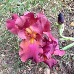 Location: My garden in Northwest Arkansas
Date: 2018-10-31
First re-bloom flower open (photo in shade)