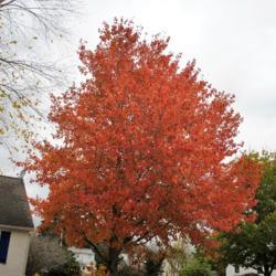 Location: Downingtown, Pennsylvania
Date: 2018-11-02
tree in fall color