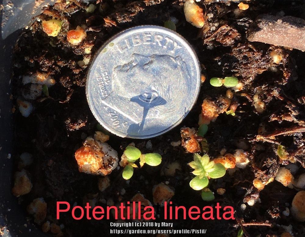 Photo of Potentilla lineata uploaded by Pistil