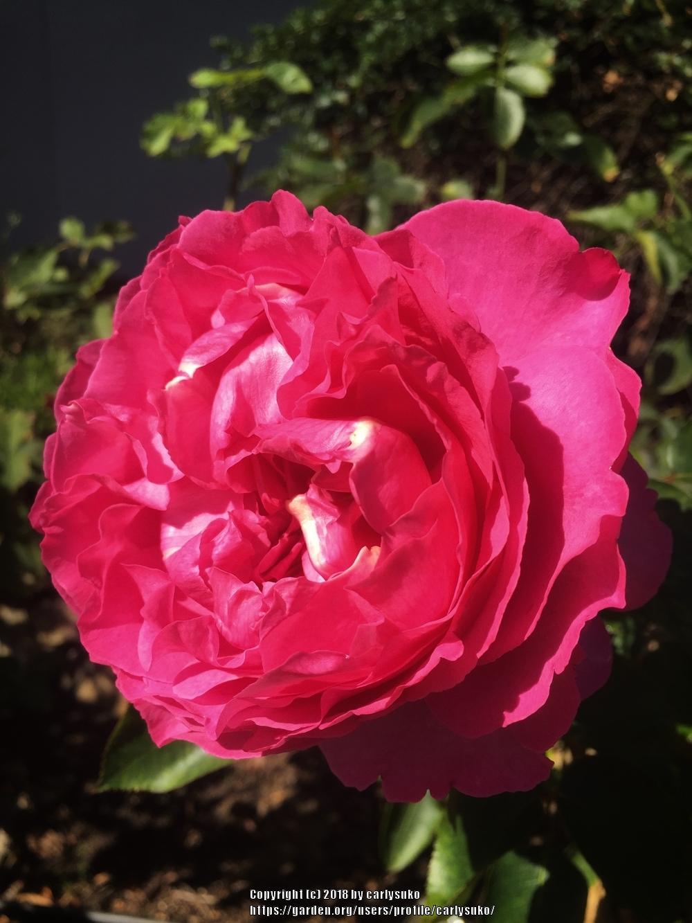 Photo of Rose (Rosa 'Yves Piaget') uploaded by carlysuko