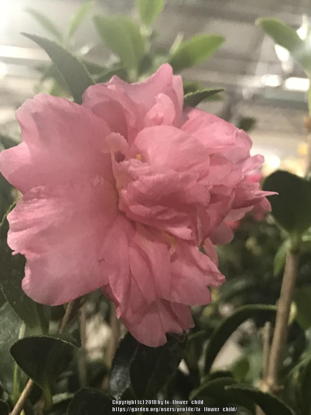 Photo of Sasanqua Camellia (Camellia sasanqua Pink Stella™) uploaded by tx_flower_child