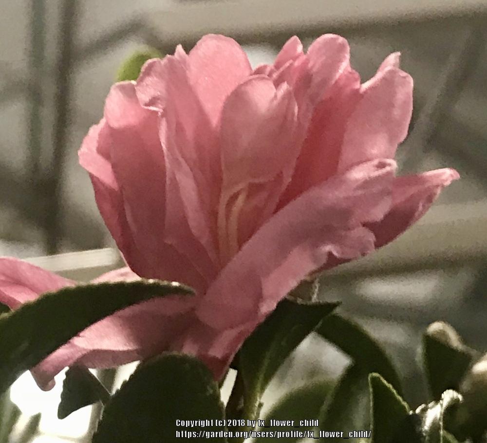 Photo of Camellia (Camellia sasanqua Jessica's Ruffles™ ) uploaded by tx_flower_child