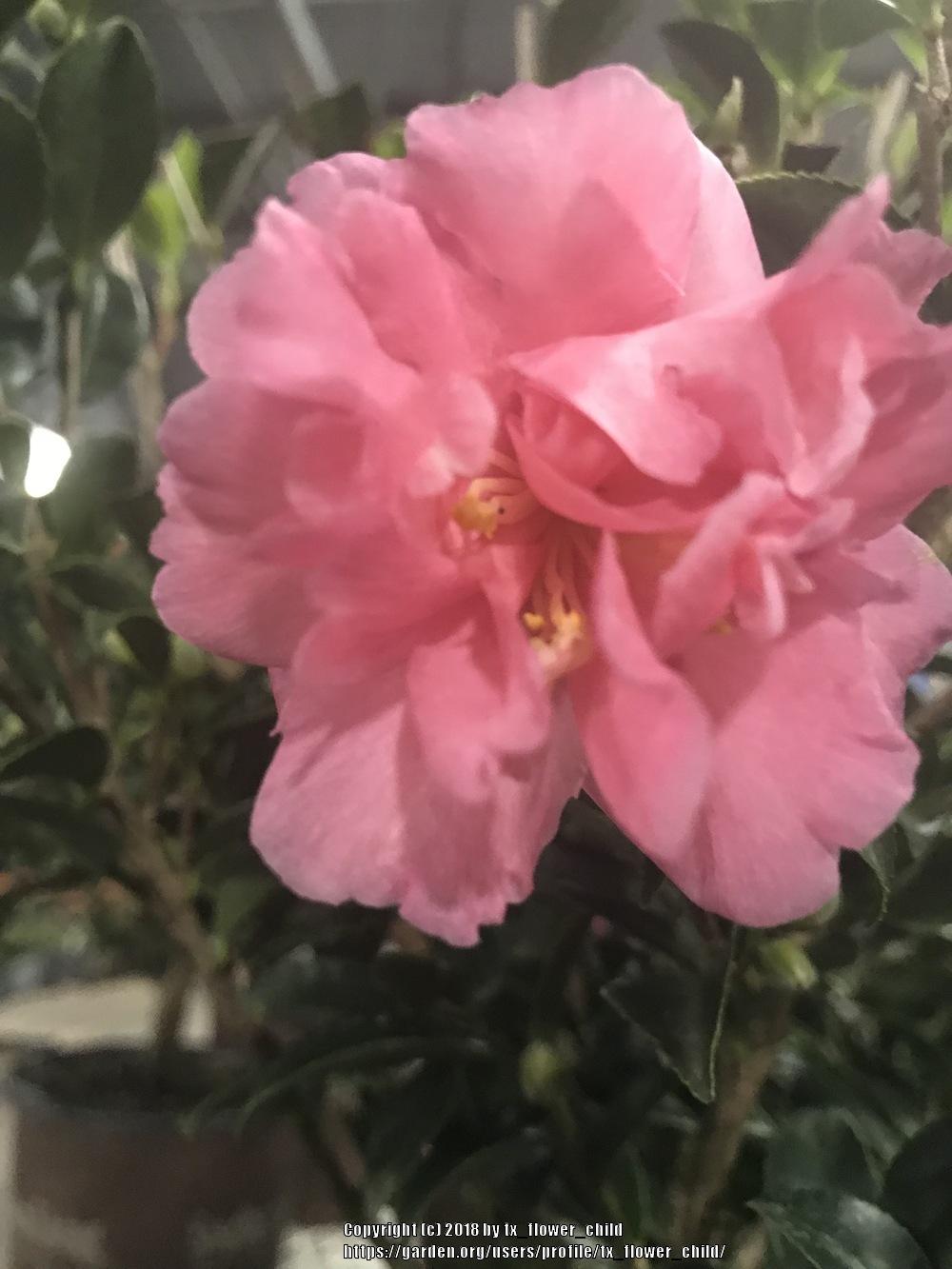 Photo of Sasanqua Camellia (Camellia sasanqua Pink Stella™) uploaded by tx_flower_child