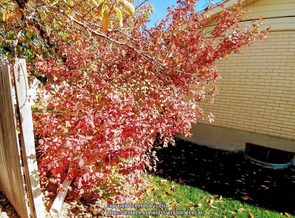 Photo of Red Twig Dogwood (Cornus sericea) uploaded by Zencat