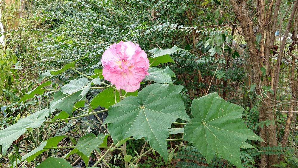 Photo of Confederate Rose (Hibiscus mutabilis) uploaded by greene