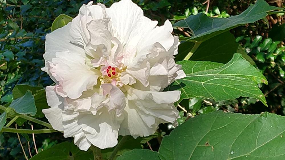 Photo of Confederate Rose (Hibiscus mutabilis) uploaded by greene