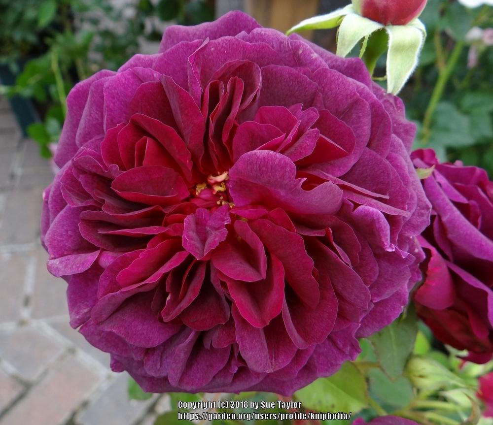 Photo of English Shrub Rose (Rosa 'Munstead Wood') uploaded by kniphofia